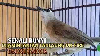 Download lagu Trucuk BETINA memanggil Jantan Suara Birahi Ngecuplik 100% pancingan trucukan gacor agar BUNYI EMOSI mp3