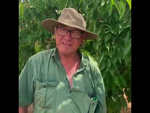 Pick Your Own Apricots