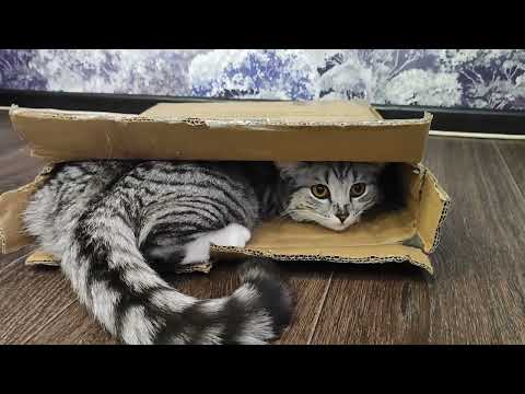 Kotoboom / Cats love boxes and bags, here's the proof