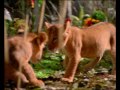 Walls Dimpi Lion King 30s