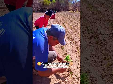 Así cultivamos CEBOLLA en Bolivia🇧🇴