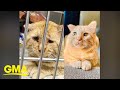 Watch the 'saddest cat in the world' learn to love life again l GMA