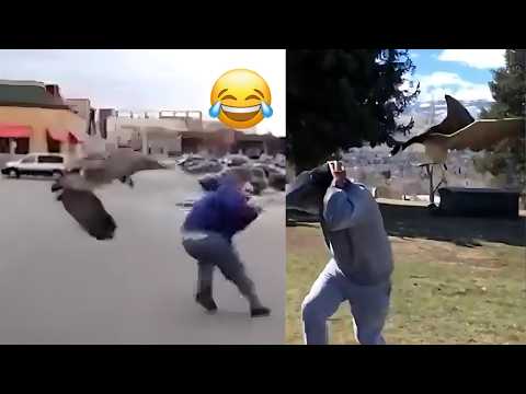 Funny Geese Chasing People | Hilarious Goose Attack Compilation