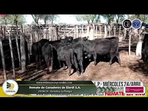 24-04-24 - Remate de Ganaderos de Elordi S.A. - Victorica, La Pampa