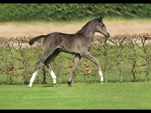 Nr. 1 | Hengstfohlen v. Balou du Rouet - Nekton