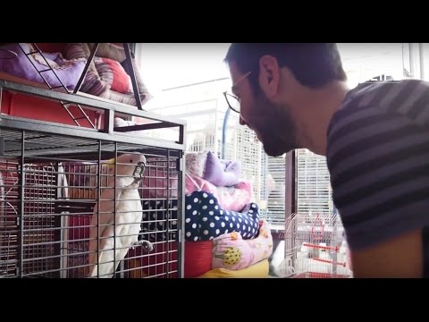 Life is better with friends - Pese kafshet shtepiake