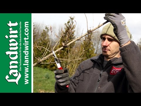 Trimming shrubs | landwirt.com