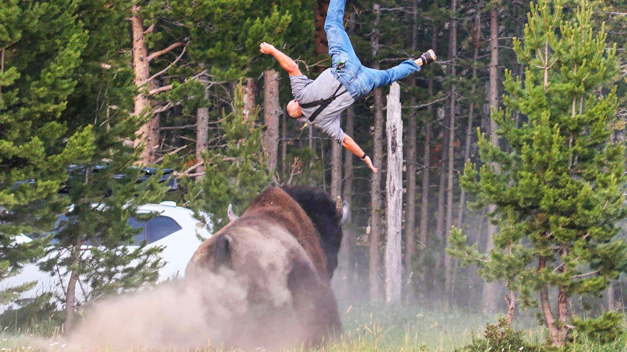 Craziest Animal Encounters on the Internet