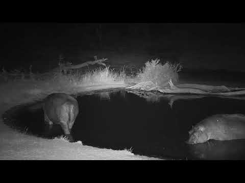 Djuma: Two Hippos getting ready to leave the pan - 05:42 - 08/06/19