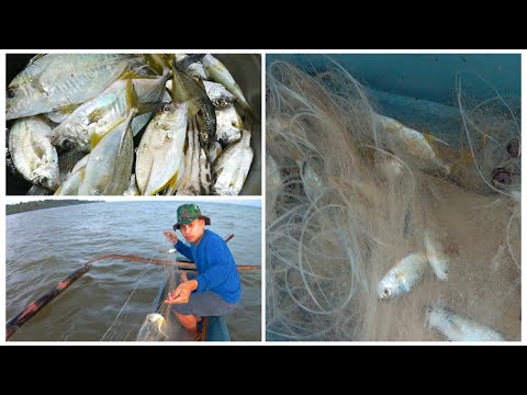 Catching Fish using Fish Net or Lambat  - Part 1 | Net Fishing