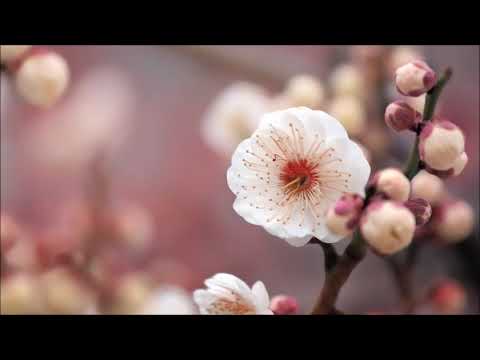 Vasile Popovici (1900-1973): Atât de fragedă (So tender)