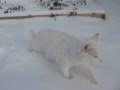 Белый кот на белом снегу" снежный барс".avi CAT 