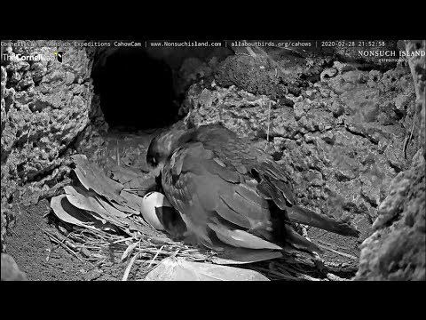 2020 02 28 Bermuda Cahow/Petrel - 21:51 Hatch in progress