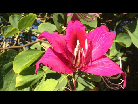 , title : 'Bauhinia x blakeana (Hong Kong Orchid Tree) | Must see June'