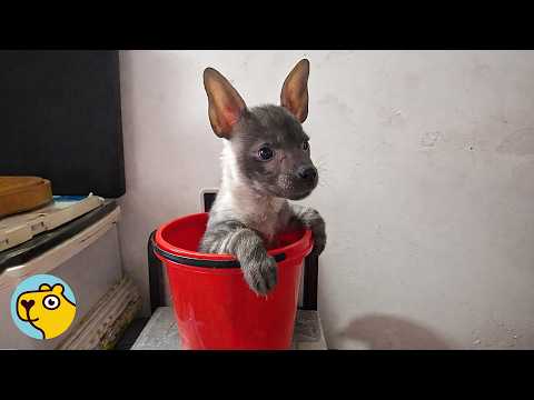 Clumsy Hyena Cub Grows Into a Playful Troublemaker