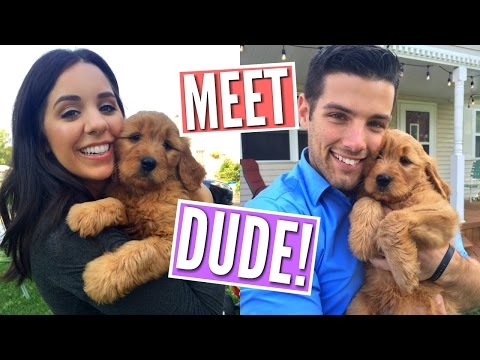 WE GOT A PUPPY! MEET DUDE! OUR GOLDENDOODLE PUPPY! Video