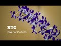 XTC - River of Orchids