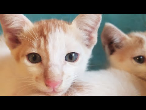 Mammy cat and baby cats -- Cute and funny cat video Compilation dialogs! LAVKUSH KUMAR OFFICIAL