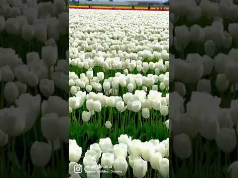 Skagit Valley- Tulip Field 🌷