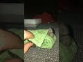 Newborn baby common marmoset monkey sleeping so peacefully and sweetly!