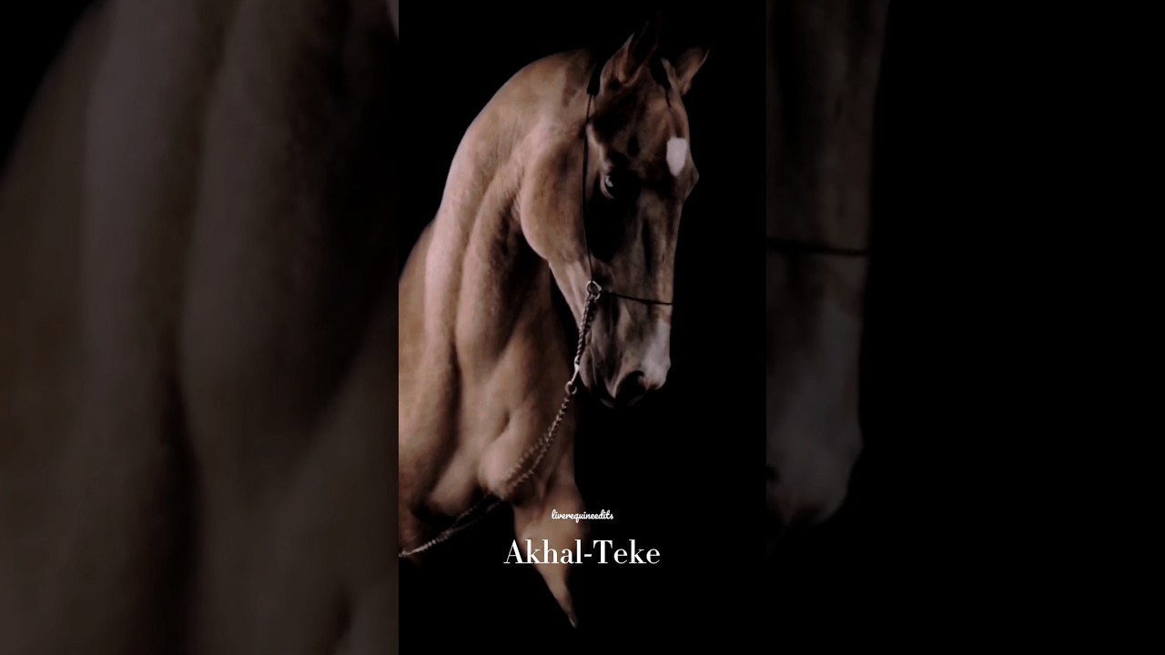 What yours? #horse #equine #equestrian #animals #breed #passion #entertainment #edit #shorts #fyp