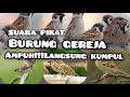 Suara Pikat Burung Gereja Ampuh Dijamin Langsung Datang Dan Kumpul Gerejatarung