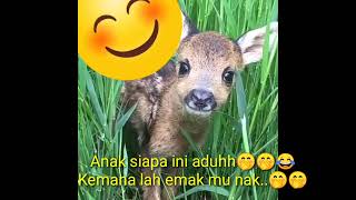 Download lagu Suara anak kijang mp3 Download lagu Suara anak kijang mp3