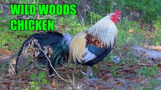 Wild Game Rooster of the Florida Woods. A True Free Range Survival Chicken