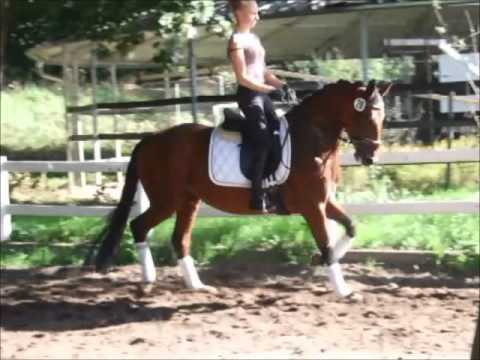 DILAYLA 4j. v. Don Crusador (Donnerhall) -for sale- VB 8.500,- Euro