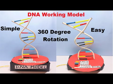 dna science project working model 3d diy at home craftpiller diy biology project
