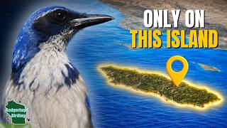 Tracking Down One of the World’s Most Isolated Birds