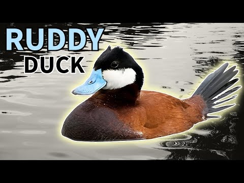 , title : 'Ruddy Duck: Everyone's favorite blue-billed duck'
