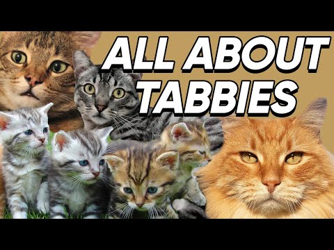 YouTube video about Discover the Feline Beauty of the Tabby Cat