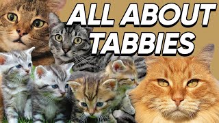 Fun Facts About Tabby Cats We Bet You Didn't Know
