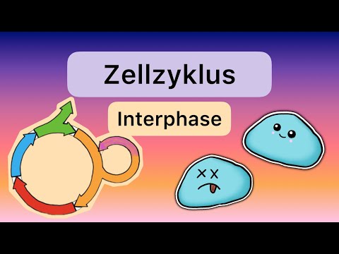 Der ZELLZYKLUS Teil 1: Interphase