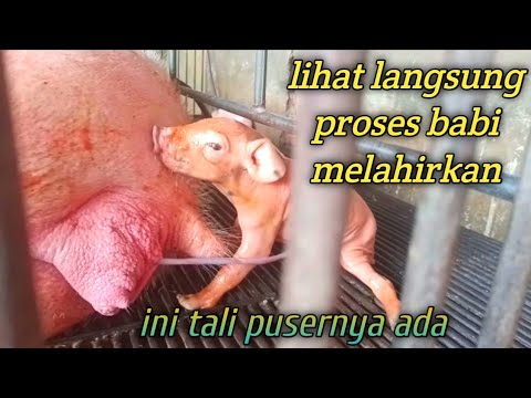 , title : 'babi melahirkan || exlusive langsung nonton babi beranak dari induknya'