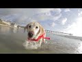 MermaidShark Design Life Vest Pettrained Com