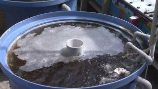 Aquaponics