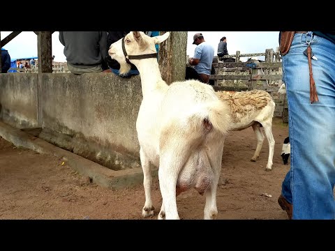 Feira de Ovelhas, Rações Capoeiras Pe.06/03/26