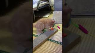 猫の1人遊び用に買ったおもちゃが気に入ったらしいw