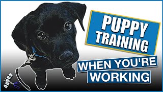Puppy Training - While Working Full Time from home