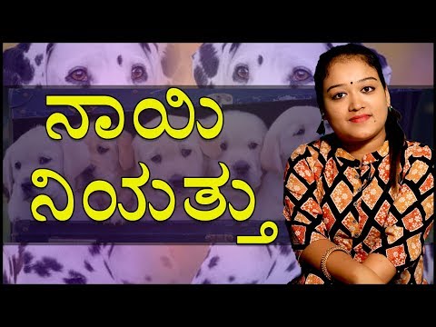 Motivational Stories By Pataki Preksha  | Dogs Loyalty | Kannada Video | Naya TV