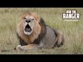 Lion ROAR Turn UP Your Volume Maasai Mara Safari Zebra Plains