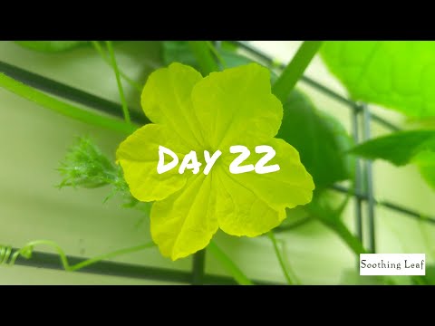 How To Grow Hydroponic Cucumbers Indoors | DWC Day 22