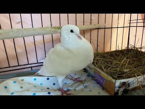 Adoptable Pet of the Week - Lieutenant Dan