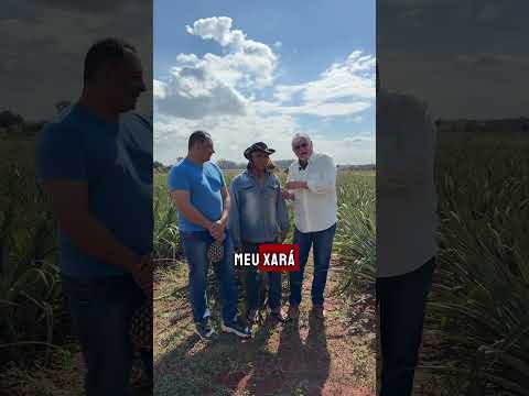 Projeto para agregar valor à produção de abacaxi de Sidrolândia (MS)
