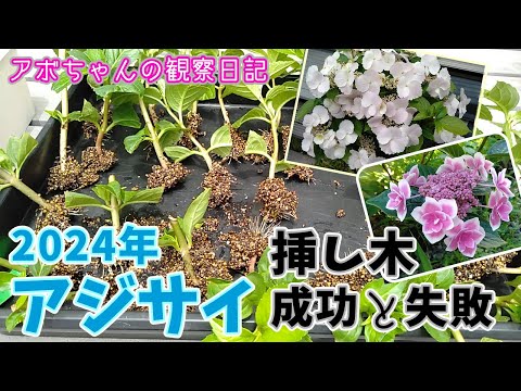 ビアードフラワー: ケアにおける 3 つの最大の間違い 植物