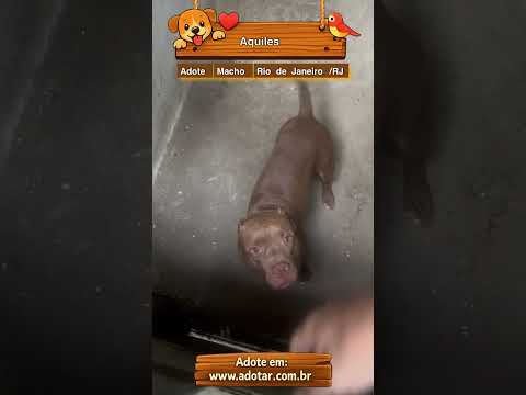 Vídeo de Aquiles