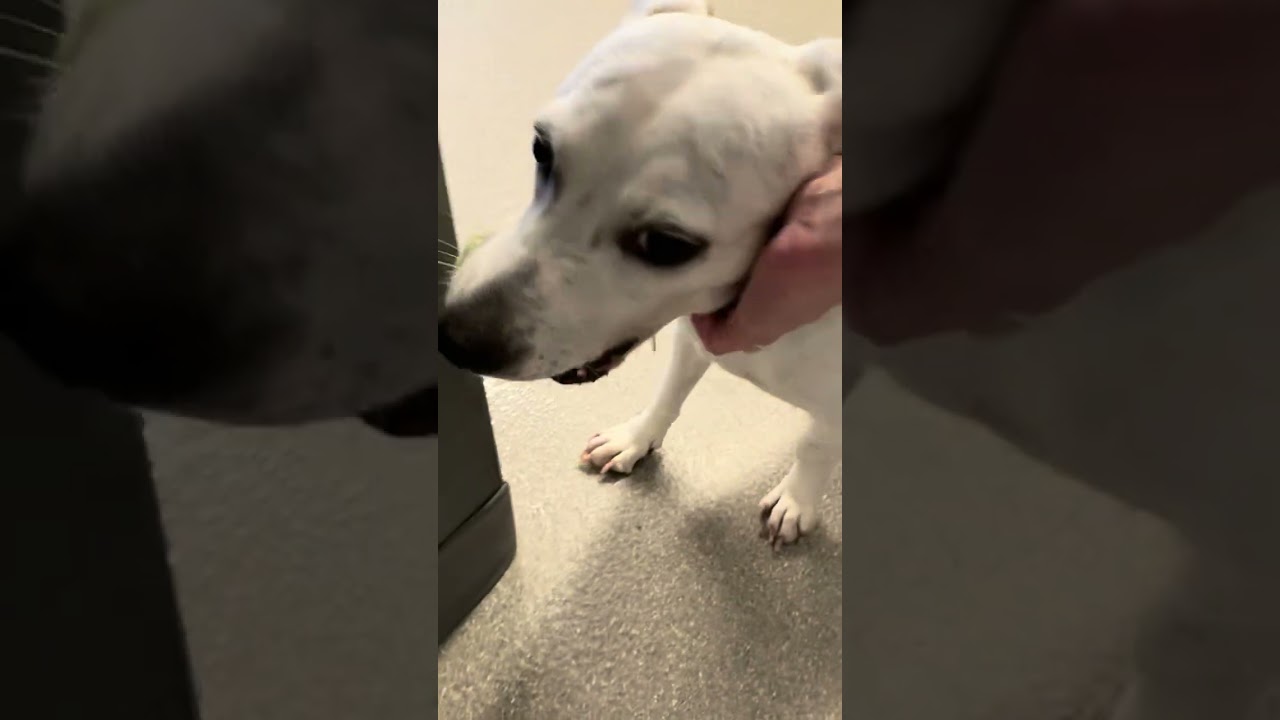 Enlarge Sugar, a Adopted Mixed Breed in Farmingdale, NY video 1/2