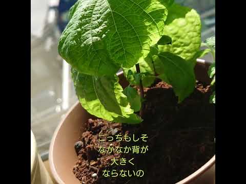 トマト 植物